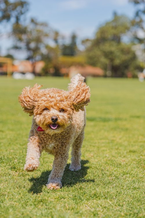 tan cavapoo running on grass